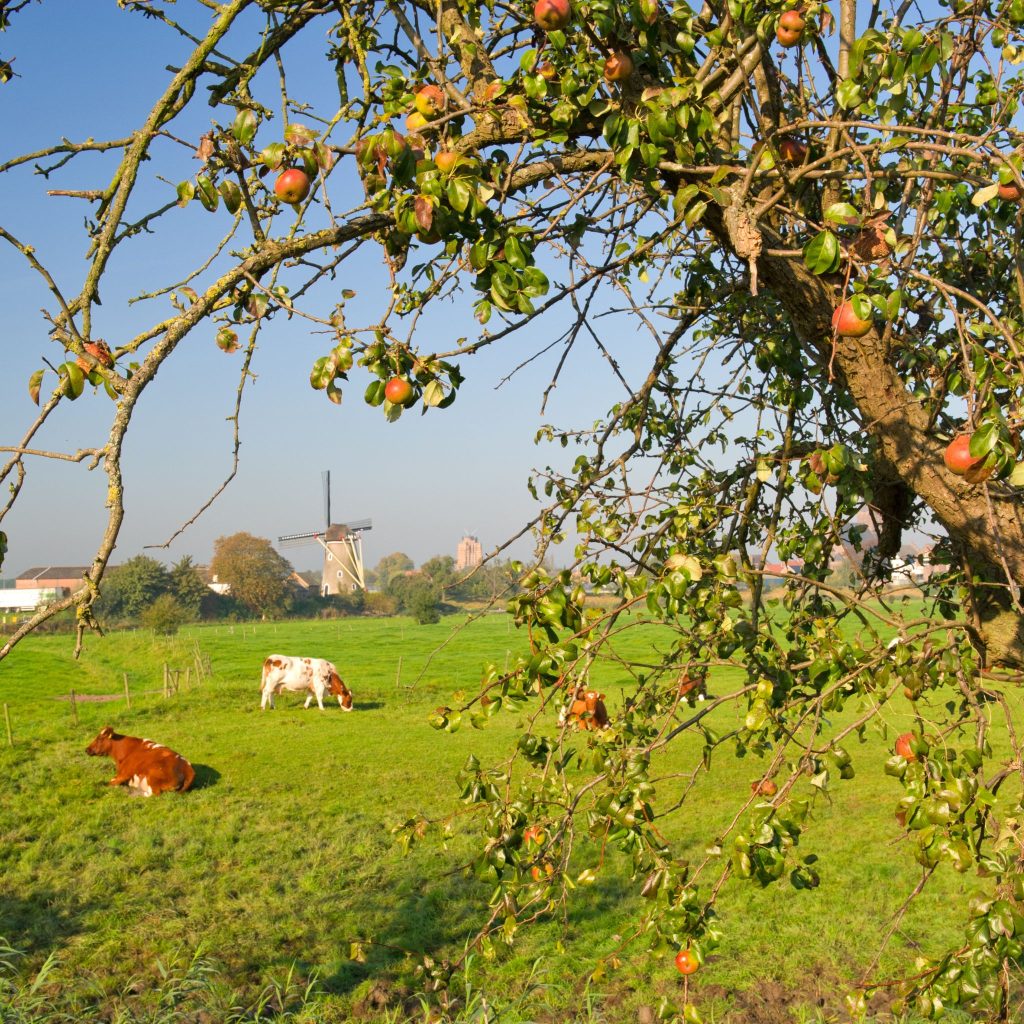 Gietvloer schoonmaken Geldermalsen
